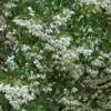 Japanese Snowbell Tree (Styrax) - 5 Gallon Pot