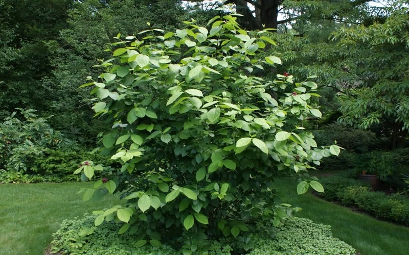 Venus White Sweetshrub (Calycanthus) - 3 Gallon Pot 5 Venus White Sweetshrub (Calycanthus) - 3 Gallon Pot - Image 5