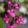 Magic Berry Coralberry Bush (Symphoricarpos X Chenaultii) - 1 Gallon Pot