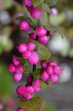 Magic Berry Coralberry Bush (Symphoricarpos X Chenaultii) - 1 Gallon Pot