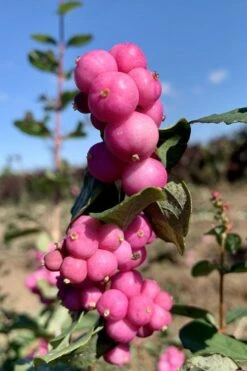 Magic Berry Coralberry Bush (Symphoricarpos X Chenaultii) - 1 Gallon Pot -Botanica Tree Store symphoricarpos doorenbosii magic berry coralberry 2