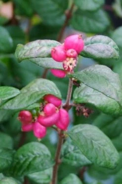 Magic Berry Coralberry Bush (Symphoricarpos X Chenaultii) - 1 Gallon Pot -Botanica Tree Store symphoricarpos doorenbosii magic berry coralberry 3