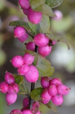 Magic Berry Coralberry Bush (Symphoricarpos X Chenaultii) - 1 Gallon Pot -Botanica Tree Store symphoricarpos doorenbosii magic berry coralberry 4