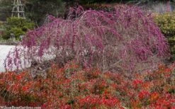 Magic Berry Coralberry Bush (Symphoricarpos X Chenaultii) - 1 Gallon Pot -Botanica Tree Store symphoricarpos doorenbosii magic berry coralberry 5