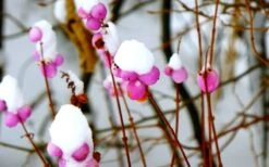 Magic Berry Coralberry Bush (Symphoricarpos X Chenaultii) - 1 Gallon Pot -Botanica Tree Store symphoricarpos doorenbosii magic berry coralberry 7