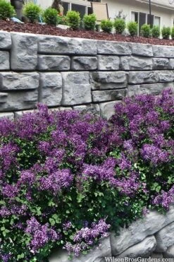 Bloomerang Dark Purple Lilac - 2 Gallon Pot -Botanica Tree Store syringa bloomerang dark purple lilac 22