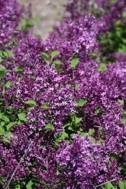 Bloomerang Dark Purple Lilac - 2 Gallon Pot -Botanica Tree Store syringa bloomerang dark purple lilac 23