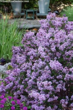 Miss Kim Lilac - 2 Gallon Pot