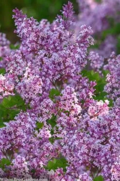 Miss Kim Lilac - 2 Gallon Pot -Botanica Tree Store syringa miss kim lilac 9