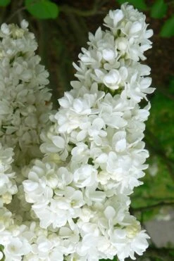Miss Ellen Willmott White French Lilac (Syringa Vulgaris) - 3 Gallon Pot 6 Miss Ellen Willmott White French Lilac (Syringa Vulgaris) - 3 Gallon Pot -Botanica Tree Store syringa vulgaris miss ellen willmott lilac 2