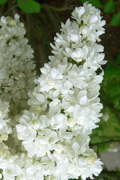 Miss Ellen Willmott White French Lilac (Syringa Vulgaris) - 3 Gallon Pot 3 Miss Ellen Willmott White French Lilac (Syringa Vulgaris) - 3 Gallon Pot - Image 3
