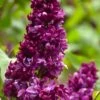 Monge French Lilac (Syringa) - 3 Gallon Pot