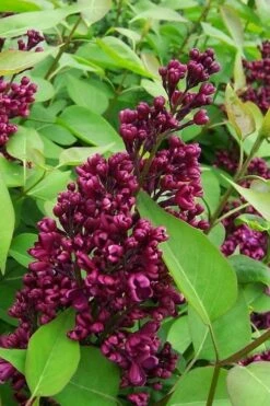 Monge French Lilac (Syringa) - 3 Gallon Pot -Botanica Tree Store syringa vulgaris monge lilac 2