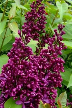 Monge French Lilac (Syringa) - 3 Gallon Pot -Botanica Tree Store syringa vulgaris monge lilac 3