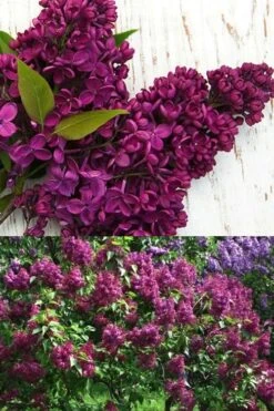 Monge French Lilac (Syringa) - 3 Gallon Pot -Botanica Tree Store syringa vulgaris monge lilac 4