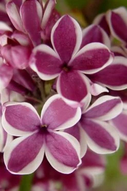 Sensation French Lilac (Syringa) - 3 Gallon Pot -Botanica Tree Store syringa vulgaris sensation french lilac 1