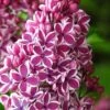 Sensation French Lilac (Syringa) - 3 Gallon Pot
