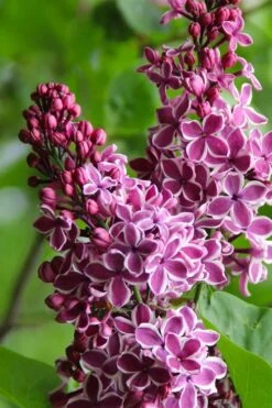 Sensation French Lilac (Syringa) - 3 Gallon Pot -Botanica Tree Store syringa vulgaris sensation french lilac 4