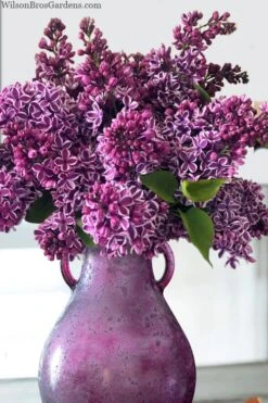 Sensation French Lilac (Syringa) - 3 Gallon Pot -Botanica Tree Store syringa vulgaris sensation french lilac 8