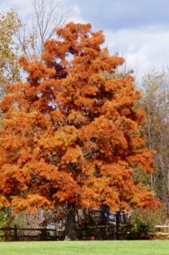 Bald Cypress - Taxodium Distichum - 3 Gallon Pot -Botanica Tree Store taxodium distichum bald cypress tree 30