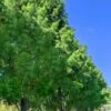 Bald Cypress - Taxodium Distichum - 3 Gallon Pot