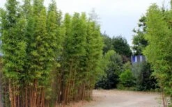 Temple Bamboo (Semiarundinaria Fastuosa) - 3 Gallon Pot (4-6'+) -Botanica Tree Store temple bamboo