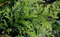 Green Giant Arborvitae - 3 Gallon Pot -Botanica Tree Store thuja green giant arborvitae 102 2