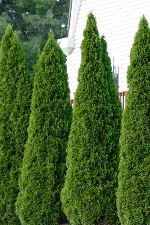 Emerald Green Arborvitae - 1 Gallon Pot 8 Emerald Green Arborvitae - 1 Gallon Pot - Image 8