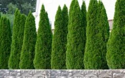 Emerald Green Arborvitae - 7 Gallon Pot (3-4') -Botanica Tree Store thuja occidentalis emerald green arborvitae 102