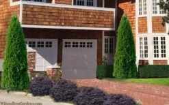 Emerald Green Arborvitae - 1 Gallon Pot 11 Emerald Green Arborvitae - 1 Gallon Pot -Botanica Tree Store thuja occidentalis emerald green arborvitae 106 1