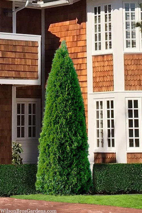 Emerald Green Arborvitae - 1 Gallon Pot 1 Emerald Green Arborvitae - 1 Gallon Pot