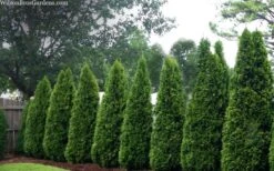 Emerald Green Arborvitae - 1 Gallon Pot 13 Emerald Green Arborvitae - 1 Gallon Pot -Botanica Tree Store thuja occidentalis emerald green arborvitae 109 1