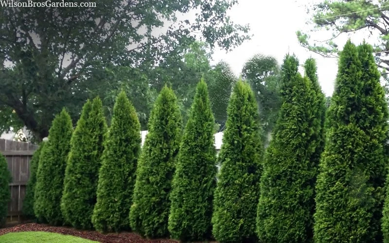 Emerald Green Arborvitae - 1 Gallon Pot 6 Emerald Green Arborvitae - 1 Gallon Pot - Image 6