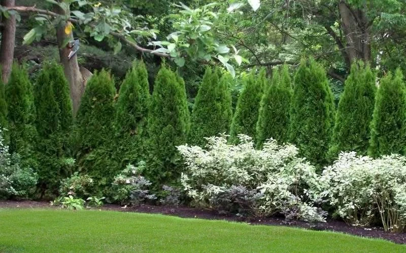 Emerald Green Arborvitae - 1 Gallon Pot 7 Emerald Green Arborvitae - 1 Gallon Pot - Image 7