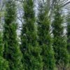 Full Speed A Hedge American Pillar Arborvitae - 7 Gallon Pot (4-5')