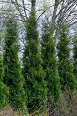 Full Speed A Hedge American Pillar Arborvitae - 7 Gallon Pot (4-5')