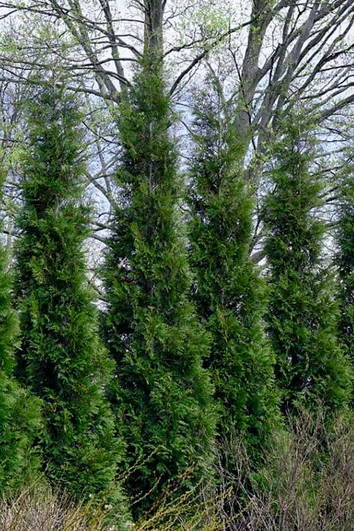 Full Speed A Hedge American Pillar Arborvitae - 7 Gallon Pot (4-5') 1 Full Speed A Hedge American Pillar Arborvitae - 7 Gallon Pot (4-5')