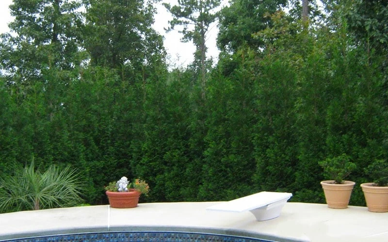 Full Speed A Hedge American Pillar Arborvitae - 7 Gallon Pot (4-5') 7 Full Speed A Hedge American Pillar Arborvitae - 7 Gallon Pot (4-5') - Image 7