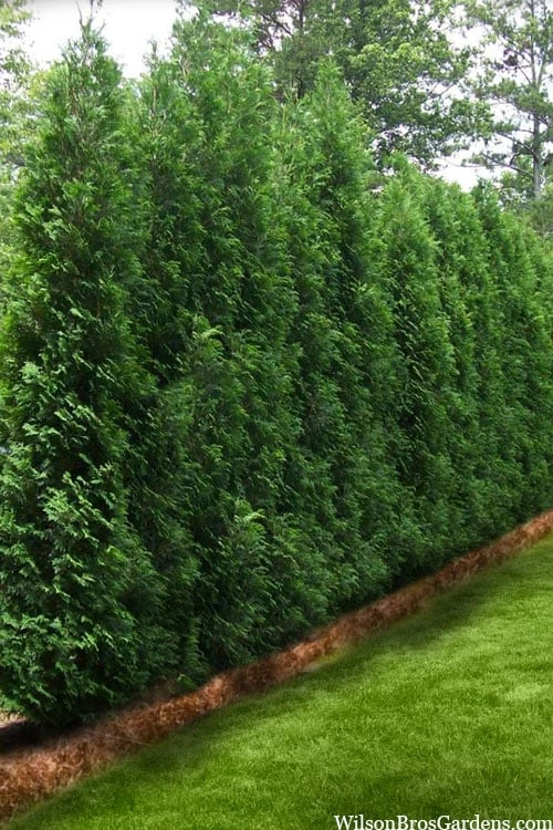 Full Speed A Hedge American Pillar Arborvitae - 7 Gallon Pot (4-5') 4 Full Speed A Hedge American Pillar Arborvitae - 7 Gallon Pot (4-5') - Image 4