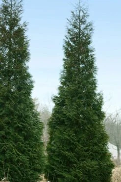 Full Speed A Hedge American Pillar Arborvitae - 7 Gallon Pot (4-5') 12 Full Speed A Hedge American Pillar Arborvitae - 7 Gallon Pot (4-5') -Botanica Tree Store thuja occidentalis full speed ahead american pillar arborvitae 4