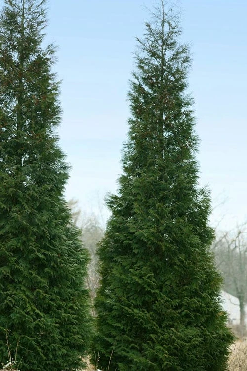 Full Speed A Hedge American Pillar Arborvitae - 7 Gallon Pot (4-5') 6 Full Speed A Hedge American Pillar Arborvitae - 7 Gallon Pot (4-5') - Image 6