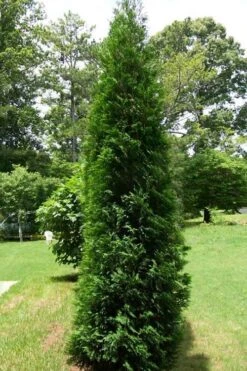 Full Speed A Hedge American Pillar Arborvitae - 7 Gallon Pot (4-5') 11 Full Speed A Hedge American Pillar Arborvitae - 7 Gallon Pot (4-5') -Botanica Tree Store thuja occidentalis full speed ahead american pillar arborvitae 5