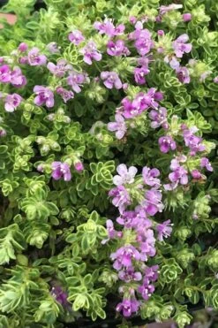 Highland Cream Creeping Thyme - 5 Pack Of Quart Pots -Botanica Tree Store thyme highland cream 500x750 1