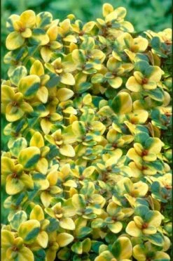 Doone Valley Thyme - 6 Pack Of Pink Pots -Botanica Tree Store thymus citriodorus doone valley 2