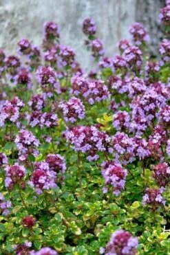 Doone Valley Thyme - 6 Pack Of Pink Pots -Botanica Tree Store thymus citriodorus doone valley 3