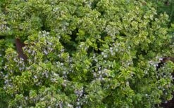 Golden Lemon Thyme (Thymus Citriodorus 'Aurea') - 6 Pack Of Pint Pots -Botanica Tree Store thymus citriodorus golden lemon thyme 4