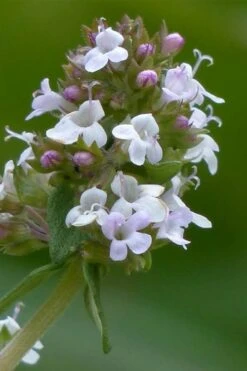 Lemon Thyme (Thymus Citriodorus) - 6 Pack Of Pint Pots -Botanica Tree Store thymus citriodorus lemon thyme 1