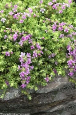 Highland Cream Creeping Thyme - 5 Pack Of Quart Pots -Botanica Tree Store thymus praecox highland creeping thyme 1