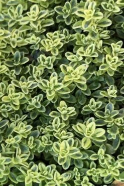 Highland Cream Creeping Thyme - 5 Pack Of Quart Pots -Botanica Tree Store thymus praecox highland creeping thyme 4