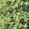 Highland Cream Creeping Thyme - 5 Pack Of Quart Pots